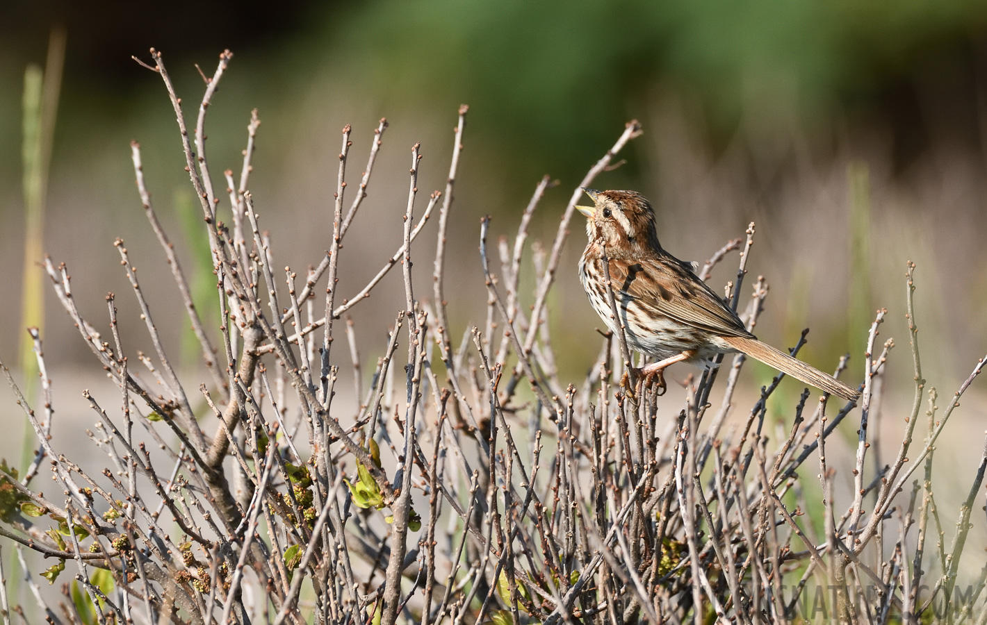 Melospiza melodia melodia [400 mm, 1/2000 sec at f / 8.0, ISO 1000]